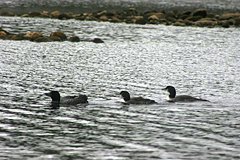 Loons on Stillwater Reservoir