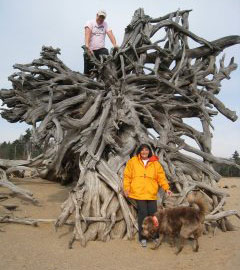 Exploring Driftwood @ Stillwater Reservoir, Adirondack Park, NY